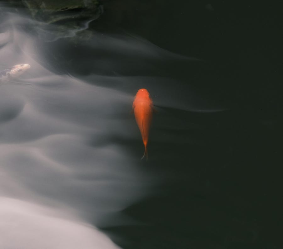 A solitary koi fish swims peacefully in a calm, dark pond, near a decorative stone.