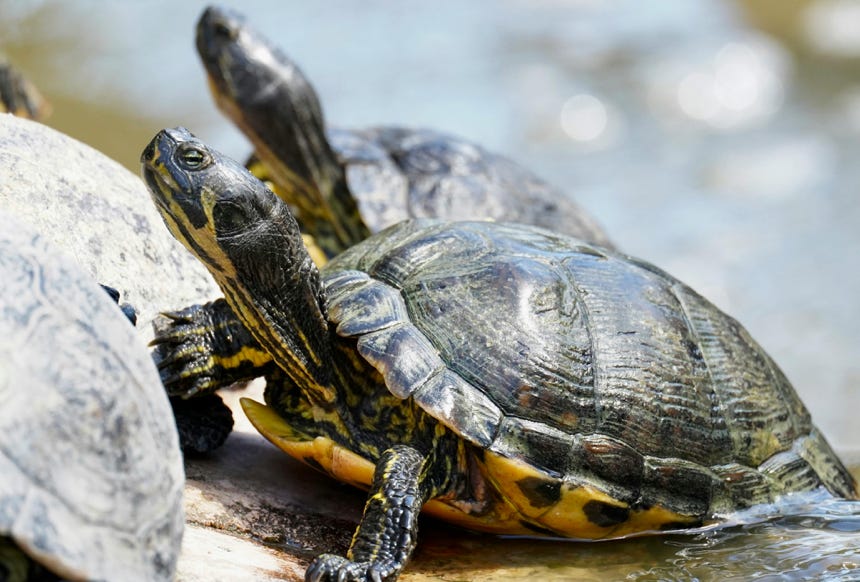 A vibrant close-up image of turtles sunbathing on a rock in natural habitat.